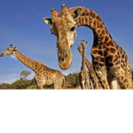 Giraffes are the best animal ever