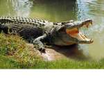 The Croc Boys