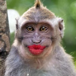 monkey fwends
