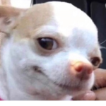 Giga Doggos