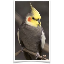 BIRD BIRB HANGOUT 1