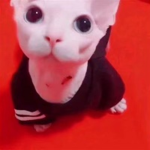 -bingus hangout-