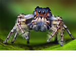ninjaBOI