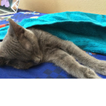 Greyson The Cat