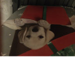 Fans of perfect Puppy’s