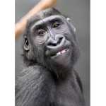 Monkey Society of America