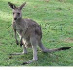 kangaroo_team
