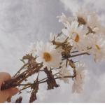 salient garden