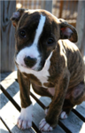 Pitbull rescuers