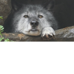 Strong howls