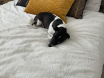 Im a cute little puppy