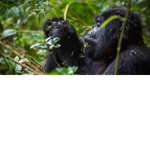 Prime ape team