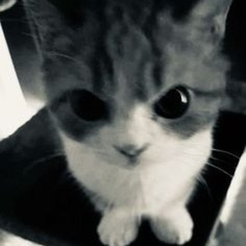 Kitty lover hangout
