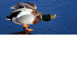 Die smäxy Enten
