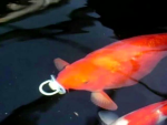 The Goldfish Gang!