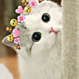 오리에게는 힘든 일입니다