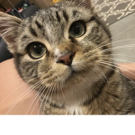 Do y’all LIKE CATS?