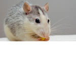 Join this group if your a baddie rat