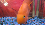 FISHES Cult