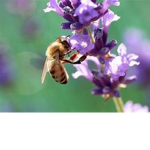 Buzz-co