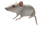 White rat on head