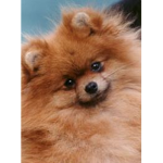 Pomeranian.
