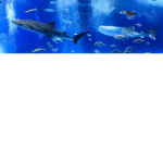 Aqua Ocean