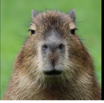 CAPPYBARA ARE BETTER!