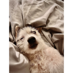 Kyrie’s good