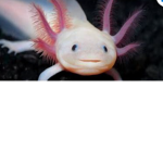 the axolotl galaxy