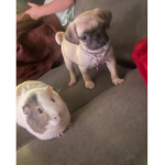 Da pug club#2 :D