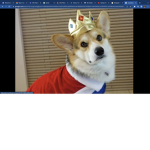 Corgi's Kingdom
