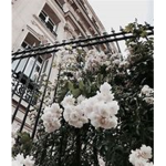 WhiteRxses