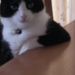 Bobux Cats Inc