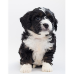 Puppys contain protect