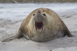 Gamer Silly seals