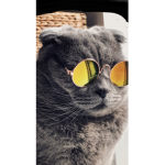 GoKitty