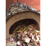 Ima little potatoe turtle