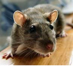 Rat Gang Forever :)