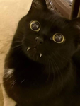 sooniez