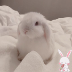 The_bunny_group_o
