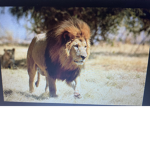 Lion For Life