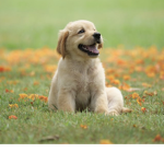 Puppy team for life