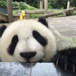 • panda vibe's •
