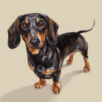 Dachshund Develop