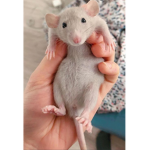 Kitchen rats-
