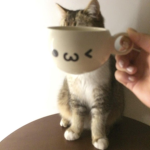 catté >_<