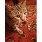 I MIEI PREFERITI... I GATTI