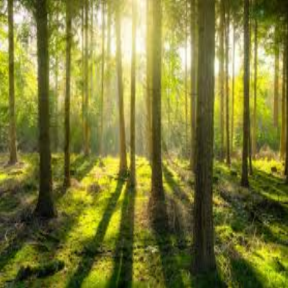 forest skyblox
