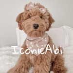 IconicAbi